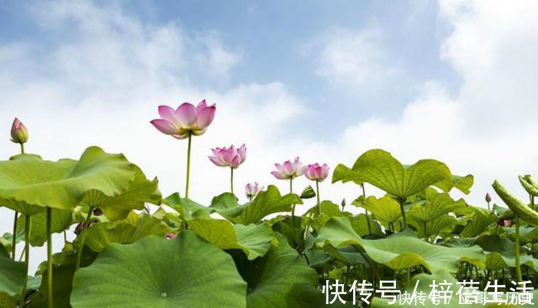 小荷$杨万里水平很高的一首诗,只是描写了寻常之景,但是每一句都很美