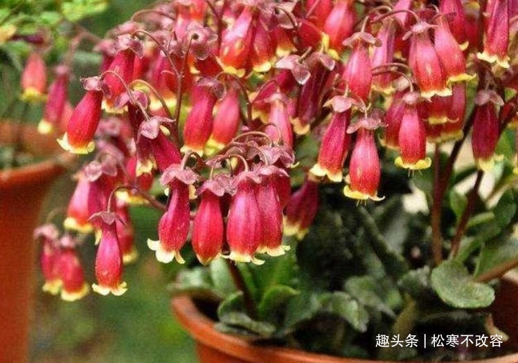 花宫灯|家里阳台必养此款花卉,耐寒易打理,美不胜收,一年四季都赏花