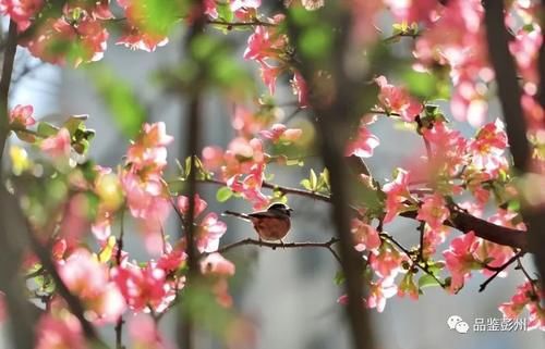 彭州：第一波春花开了！