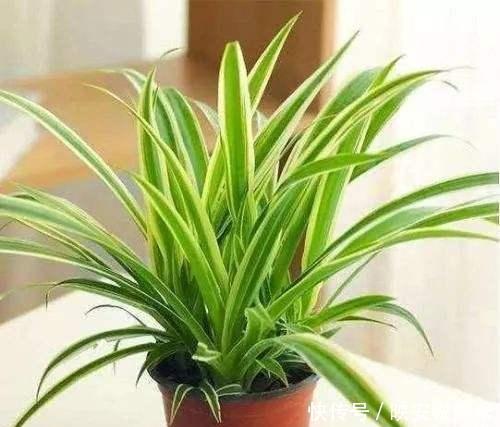 光照|吊兰“干尖黄叶”,注意3个方面“不达标”,别忽视!