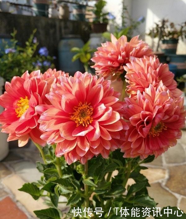 美丽若牡丹,花期超半年,植株低矮,养护容易,阳台盆栽养花选它!