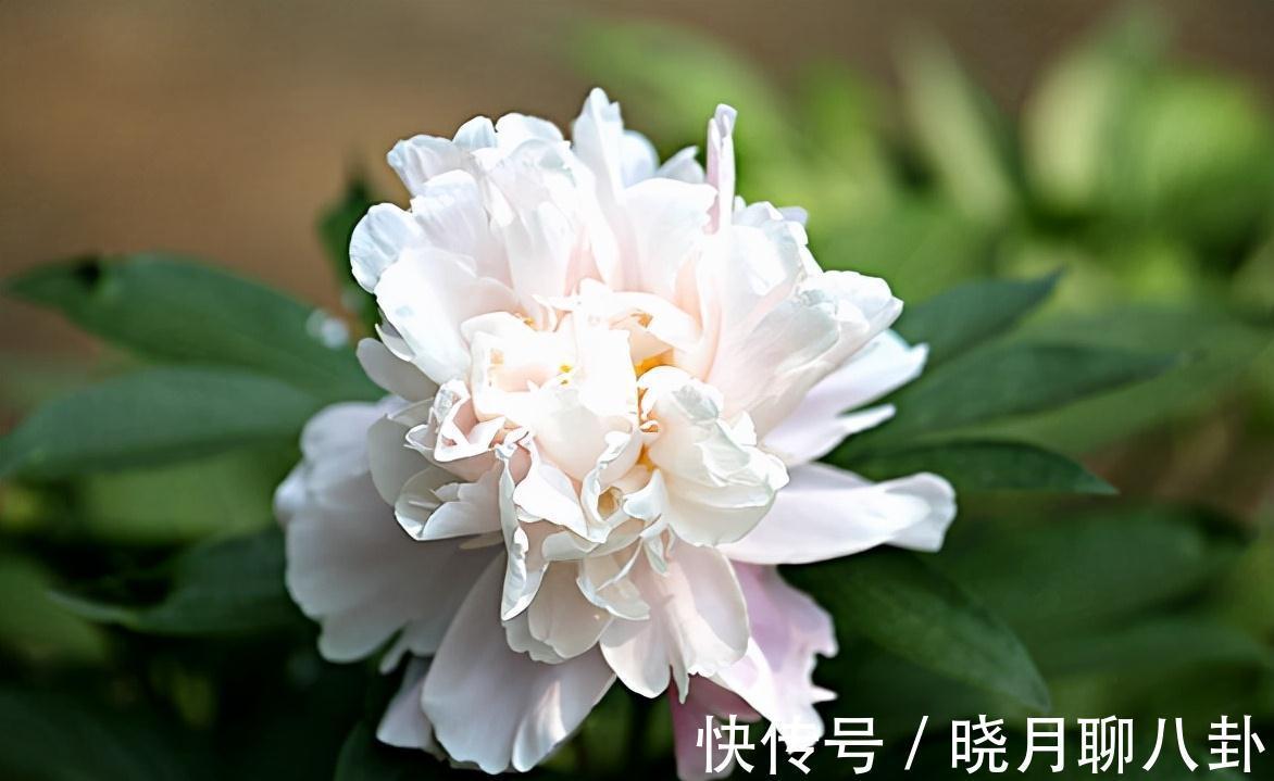 农历九月十八霜降后,养什么花?家里养3种花,一帆风顺幸福常伴