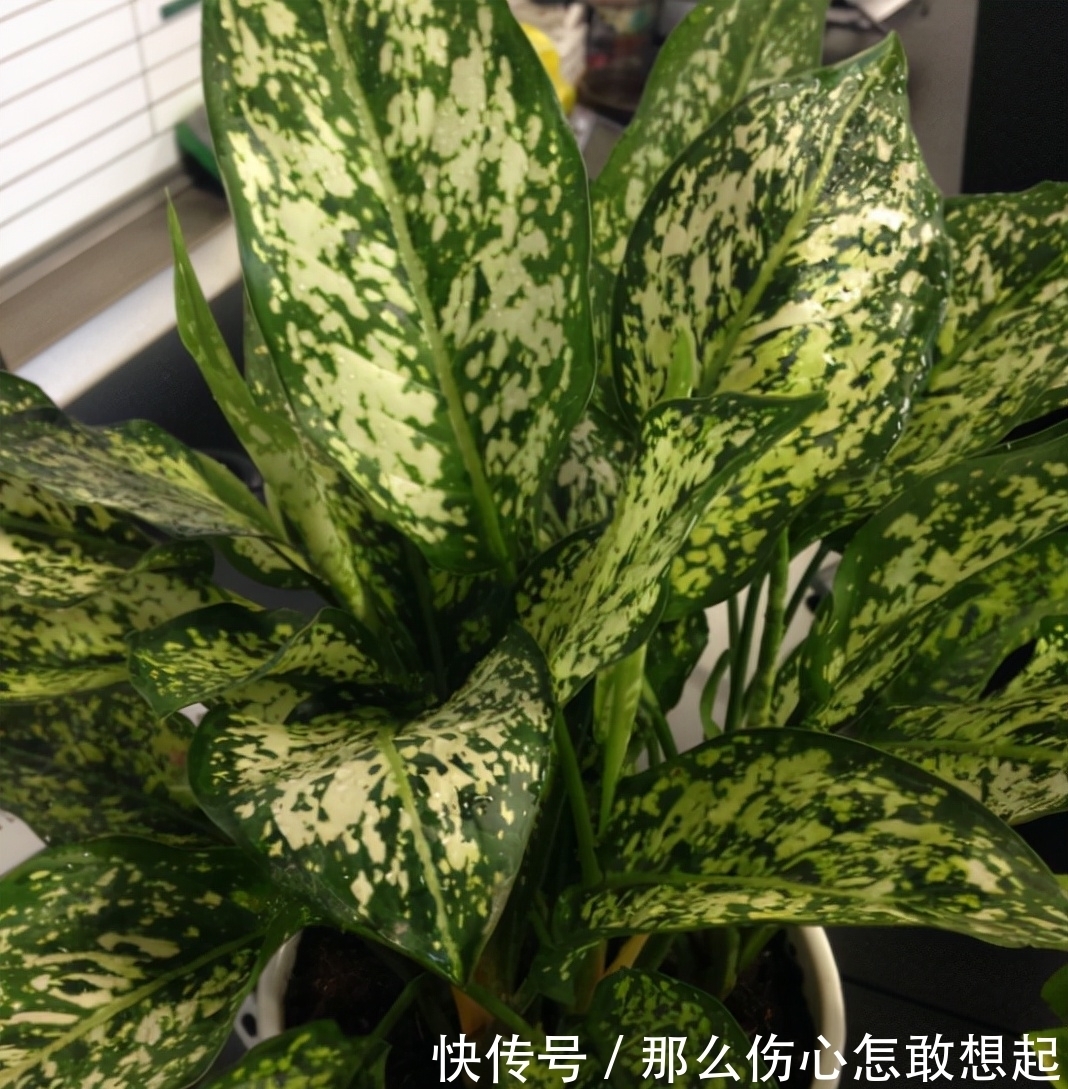 数据库|漂亮的有毒花,认识20种“大毒花”,涨知识不吃亏