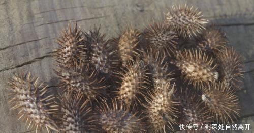 回忆|最后一位太监回忆，伺候主子时鞋里要放苍耳，为什么！