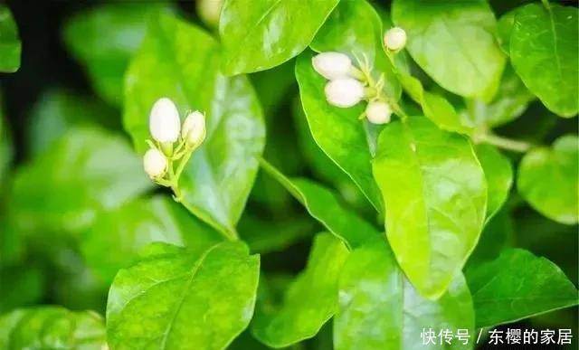 茉莉花夏天有“3怕”,想让开花多,香气浓,要注意避免