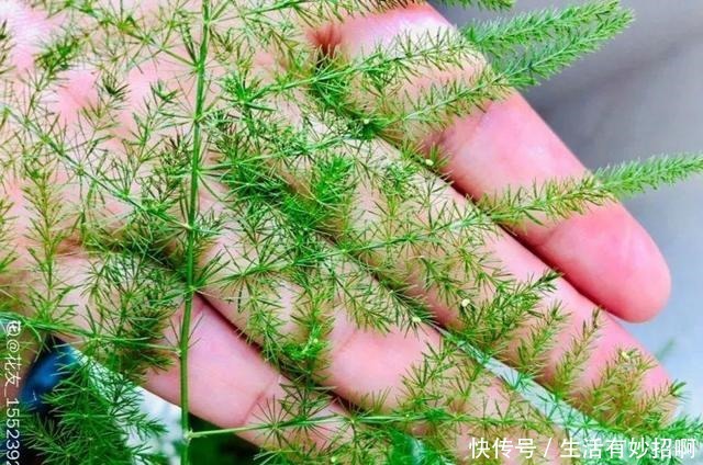 10种花,春天不能晒,躲屋里最安全!10种花,春天不能晒,躲屋里最安全!