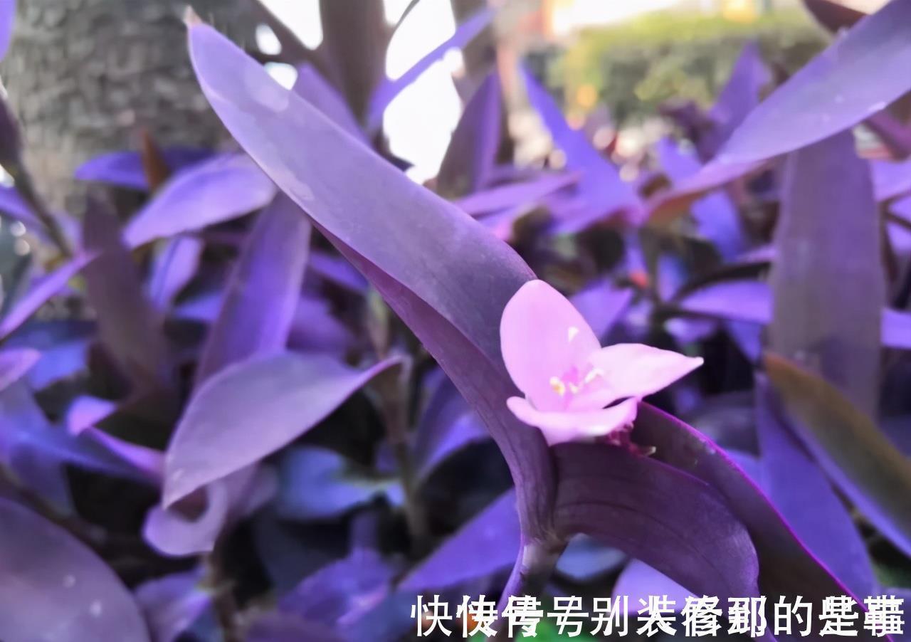 盆栽|最受欢迎的5种吊兰,一个比一个好看,皮实好养,适合阳台盆栽