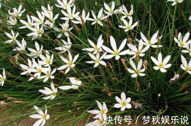 仙人掌果|男子10年前随手种下的一棵仙人掌，10年后竟给他带来一笔意外财富