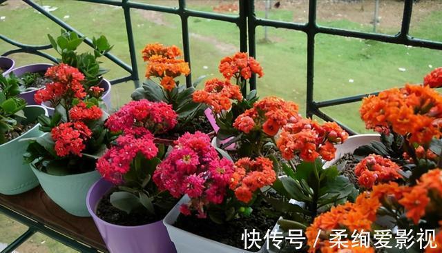 天竺葵|阳台适合养的“6种花”,花色丰富,花期长,一直赏花六个月