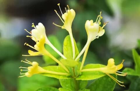 咽喉肿痛|夏天“第一花”，消暑全靠它，全家老少都能喝