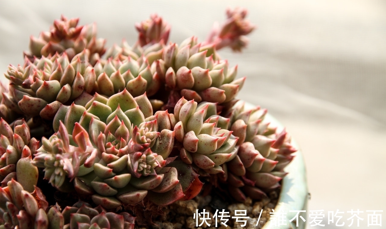 根系|多肉有“三怕”，入冬养护要避开，猛蹿芽冒新根，憋成群生肉墩子