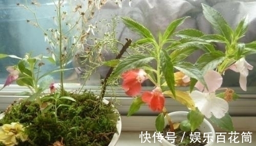 俗称“指甲花”，能染指甲能防蛇，却是“蛇蝎美人”，栽种要小心