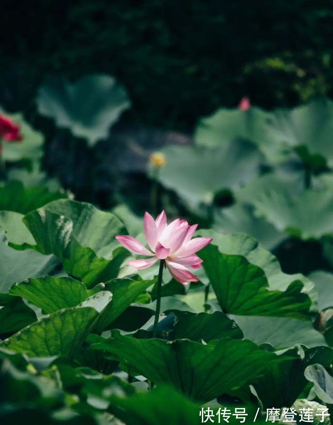 北大|北大的夏，等你的荷