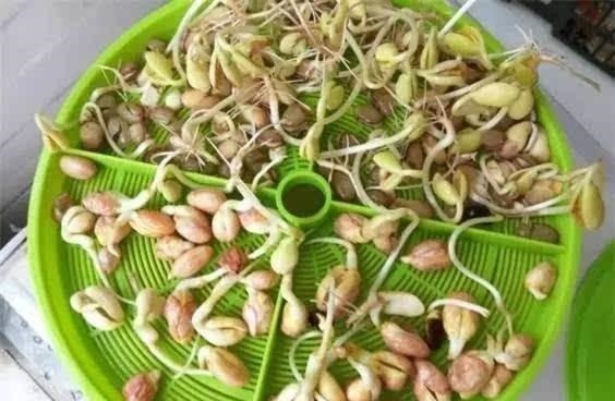 抗癌|经常吃花生芽可以抗癌营养师辟谣吃一种花生芽,反而有危险