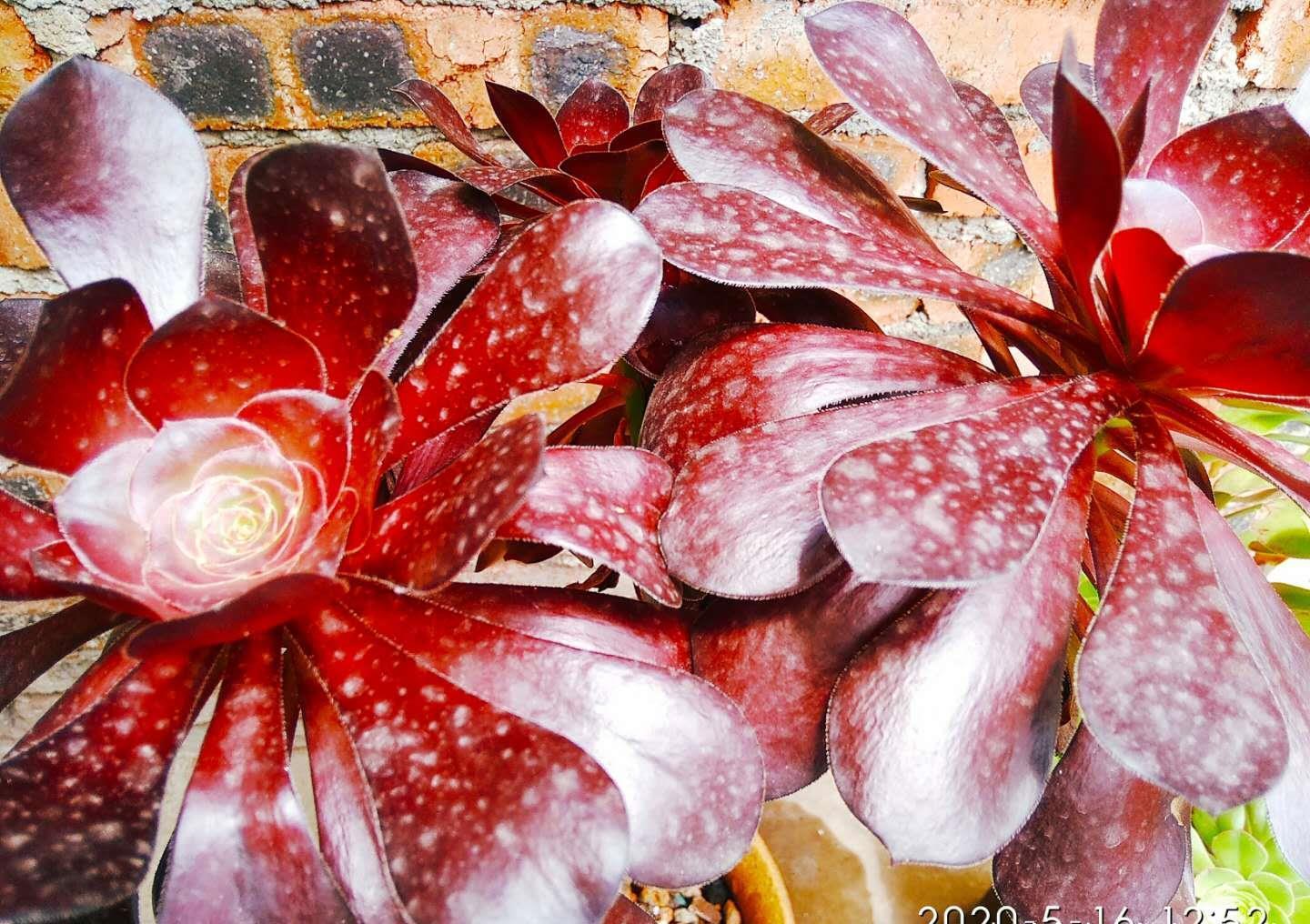 小巧|别人养的多肉小巧可爱,你养的多肉却是傻大个,主要原因在这里