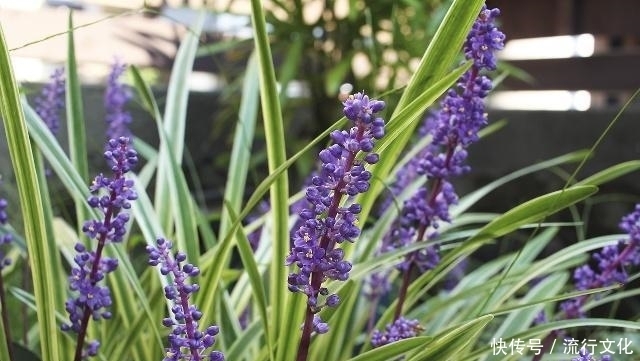 控制|血糖控制不好?糖尿病人多吃4种食物,或许平稳血糖,避免并发症