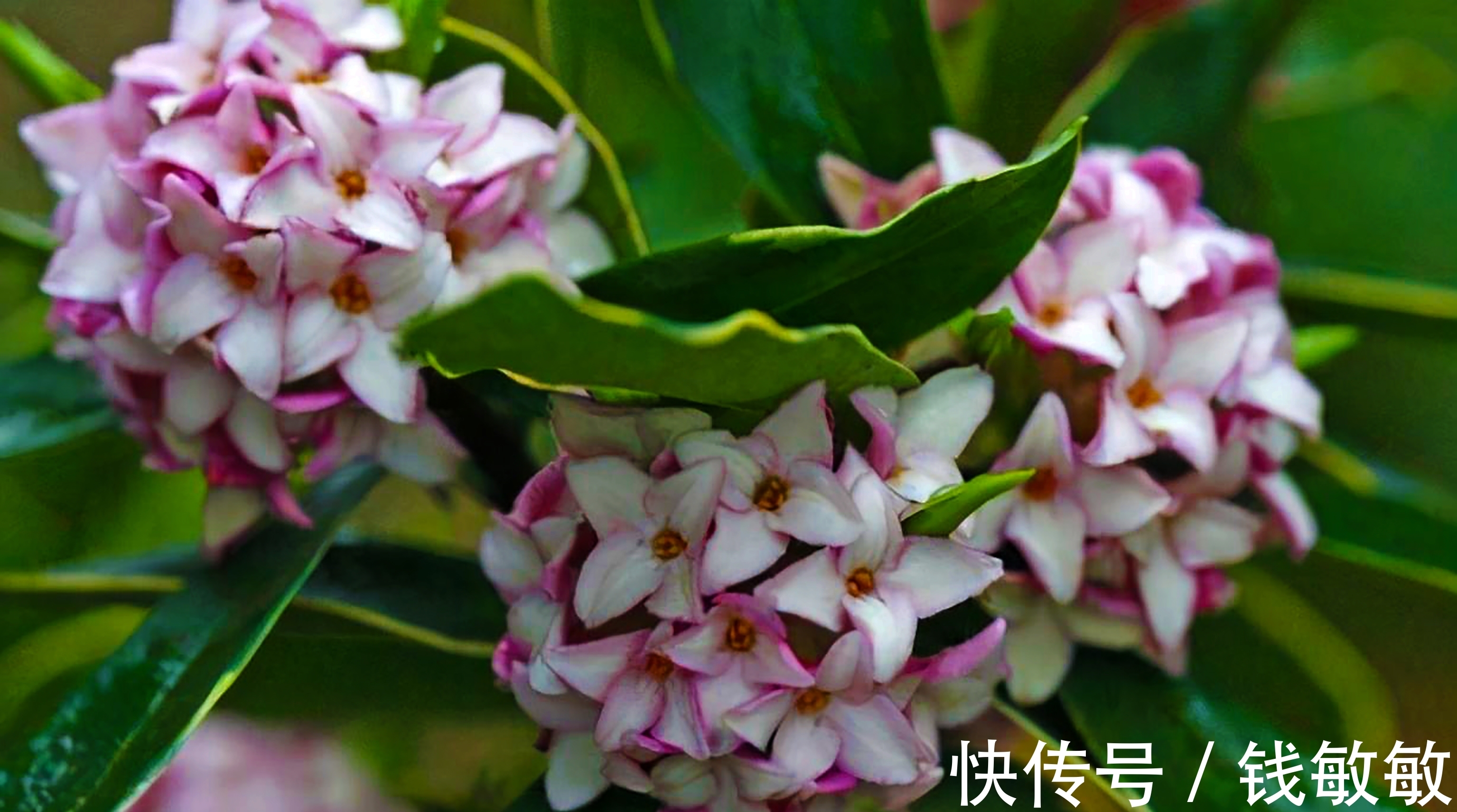 植物趣谈：花中祥瑞的瑞香