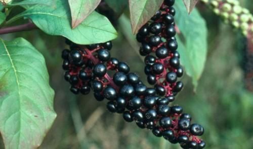 土人参|农村常见的“土人参”,能清热解火,解毒散瘀,降血压,你认识吗