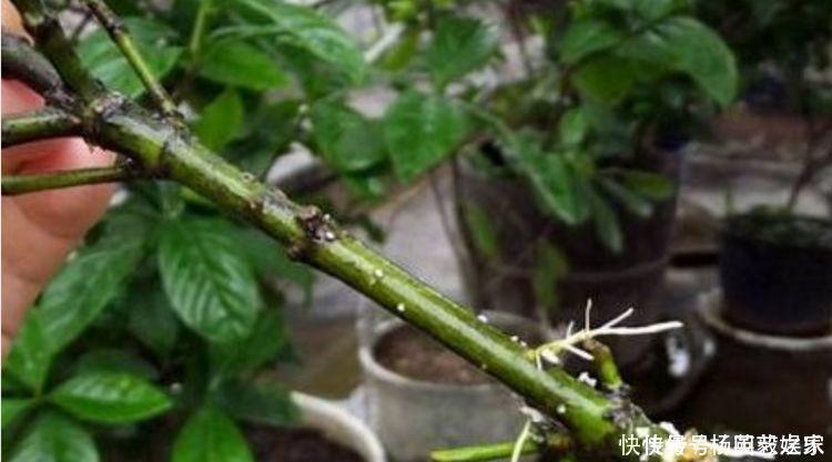 聪明人都养5种花,净化空气,越养越喜欢,又旺运