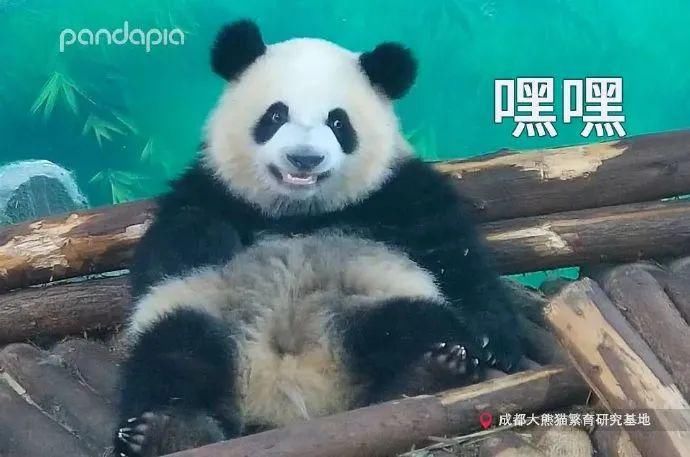  小龙女|当大熊猫遇上《神雕侠侣》