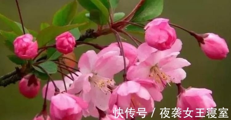 聪明人都养几种花,财运越来越好,顺顺利利,添福、旺财长势好!