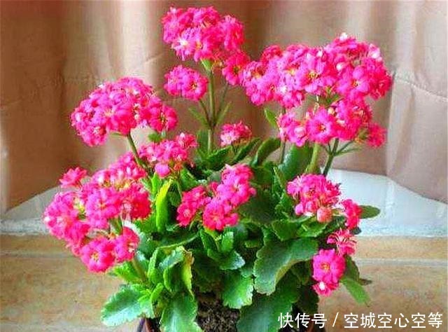 这种长寿花，叶片独特花朵漂亮，不烂根易养护，1年开花300天