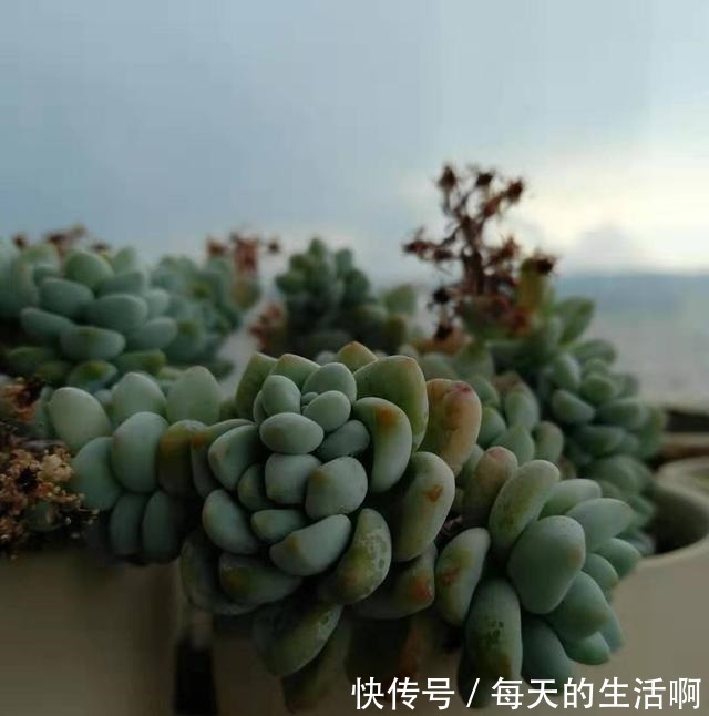劳尔这样养,爆盆容易植株壮,叶片肥厚红晕浓,尽显欧洲文艺范儿!