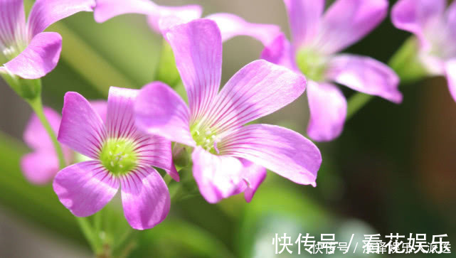 生肖鸡|年纪越大越旺夫的3生肖女，旺夫旺财旺子女，做好自己便能有福气