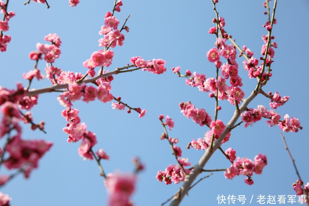 赏景啦!新年添喜色,西昌湿地公园梅花绽放