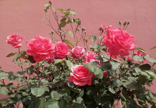 繁花|想要月季花开出“繁花”景象，这几件事要做好，5分钟学会！