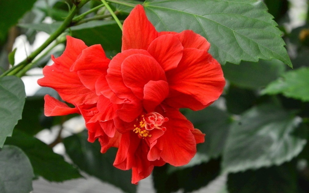 木槿花|此花和木槿花很像,所代表的是新鲜的情感,和一种清新的美