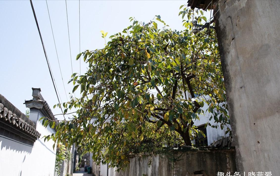 佛手|院子里适合种7种“镇宅树”,随便种一棵,“旺财添福”更旺家