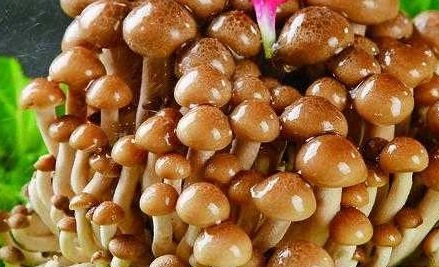 常食儿菜|女性养生 ,多吃4种食物,排毒抗衰,护肤养颜,防止脑溢血