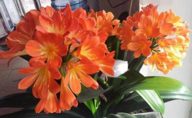 想要“君子兰”开花多、花期长、不夹箭,掌握几点就够了,美!