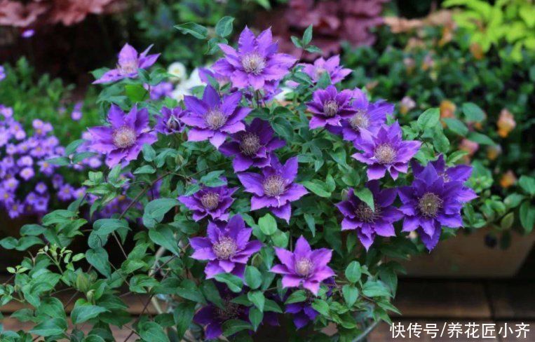 3种花开春冒芽就开花，抓紧时间“进补”，想看花不能偷懒