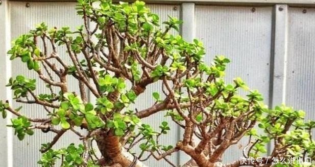 “值钱”的2种花,放家里养,越来越“富有”,第2种能卖上万!