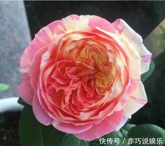 长寿花|4种花,开花吉祥又喜庆,比牡丹还美,年年开花美翻