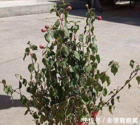 这6种漂亮花，天一热就死，夏天别再买，白花钱养不活