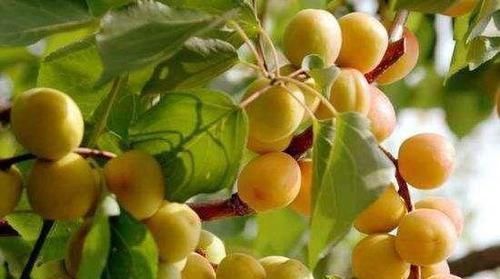 李子|人到中年想长寿，不妨坚持吃3种食物，淡化皱纹，越活越年轻！