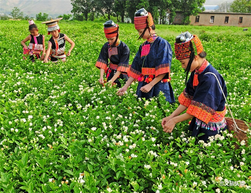 时分|有一种向往,叫元江的冬天!
