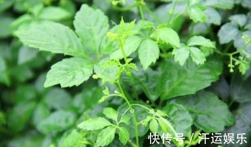 减脂|人到中年想长寿,多吃三种食物,排毒清肠,降压减脂,早吃早好