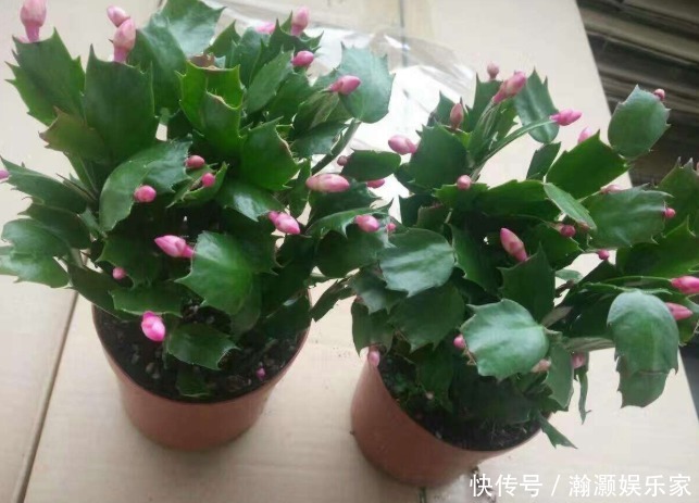 表面罩|还花什么钱买蟹爪兰,用上养花高手的方法,不花一毛钱就能养出来