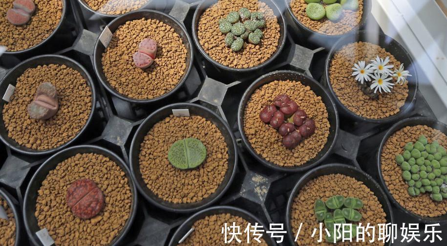多肉用土有讲究,了解主要参数,什么样的土好,自然心中有数