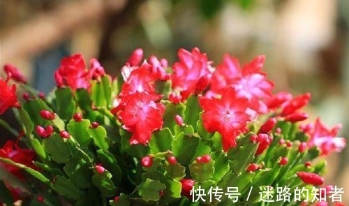 烂根|记住这点,让你的蟹爪兰永不烂根