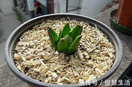 花盆|君子兰,两种“零食”喂下去,叶肥花多,爆满盆