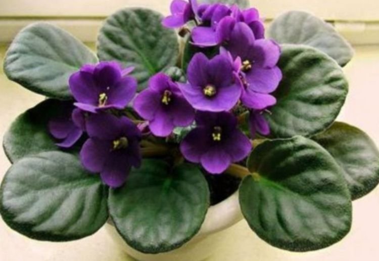 养花试试这几款，花开繁盛花香怡人，四季开花，生长能力特别强