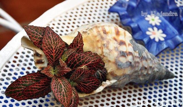 不一样的“庭院花园”，花草都上了墙