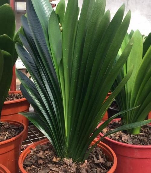 趁着冬日的最后时光，多捡些树皮、枯枝叶备用养花吧！