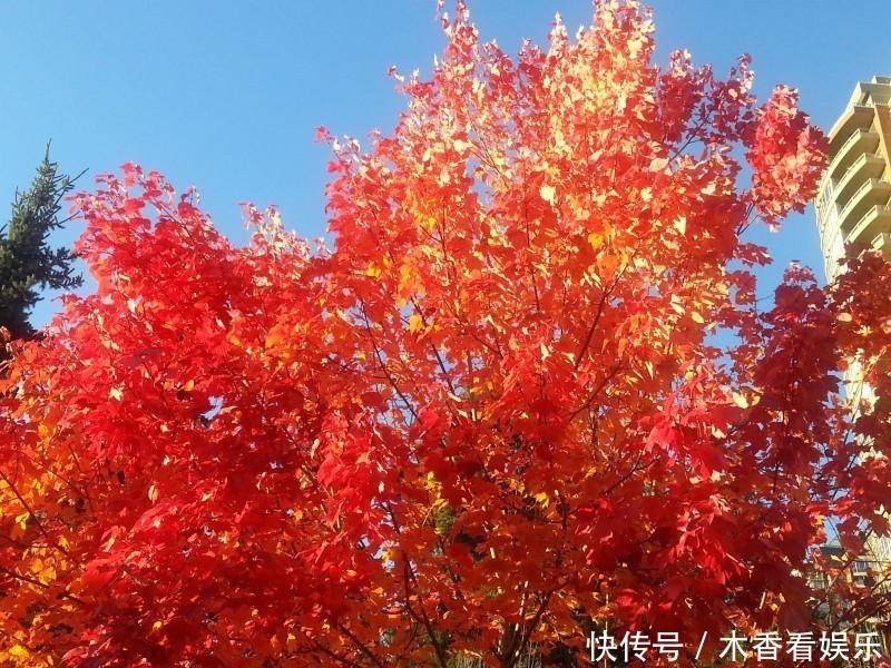 原来她早已离世！曾上春晚大红大紫，死因令人痛惜损失惨重！