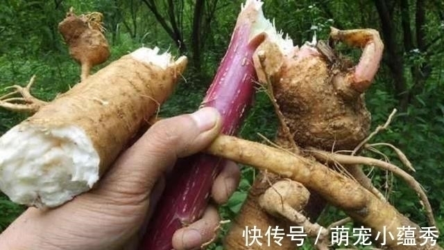 鸡枞菌|农村即将消失的4大美食,00后肯定没吃过,你呢?见过吗?